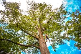 How Our Tree Care Process Works  in  New Wilmington, PA